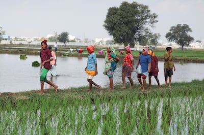 Farmers walk on a paddy field on the outskirts of Ahmedabad, India. In the interim budget announced on Thursday, the government outlined its aim to focus on the poor, farmers, the youth and women. Reuters