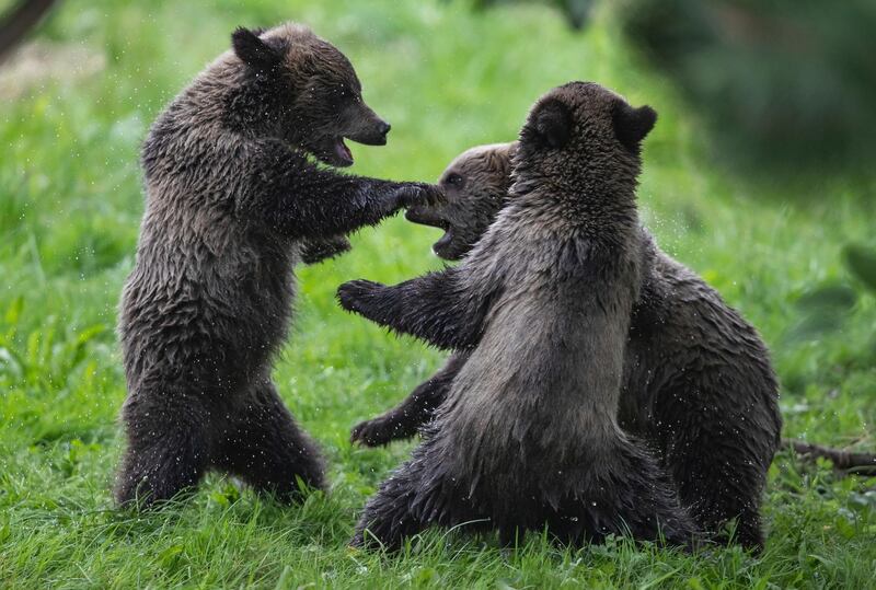 Orphaned grizzly bear cubs play at the Greater Vancouver Zoo, in Aldergrove, BC, Canada. The Canadian Press via AP