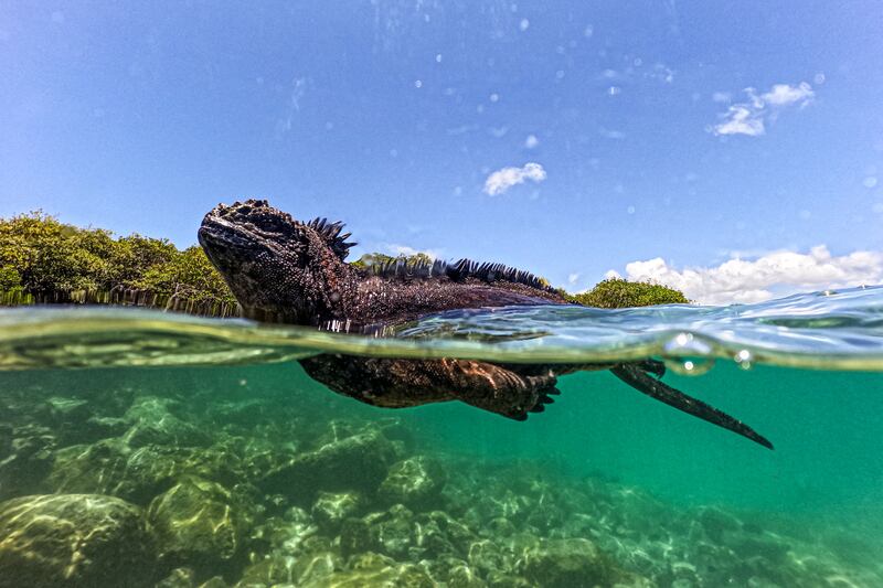 A marine iguana (Amblyrhynchus cristatus) is seen in Tortuga Bay at Santa Cruz Island, part of the Galapagos archipelago in Ecuador, on March 6, 2024.  Greenpeace on March 11, 2024, urged governments to ratify a UN treaty for ocean protection to allow for the creation of a world-first marine protected area in the high seas around Ecuador's famous Galapagos archipelago.  (Photo by Ernesto BENAVIDES  /  AFP)