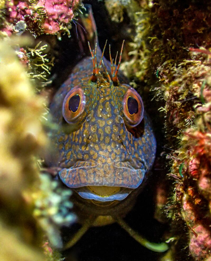Crack Rock Blenny by Tony Reed, winner of the British Waters Compact category. Photo: UPY2023 / Tony Reed
