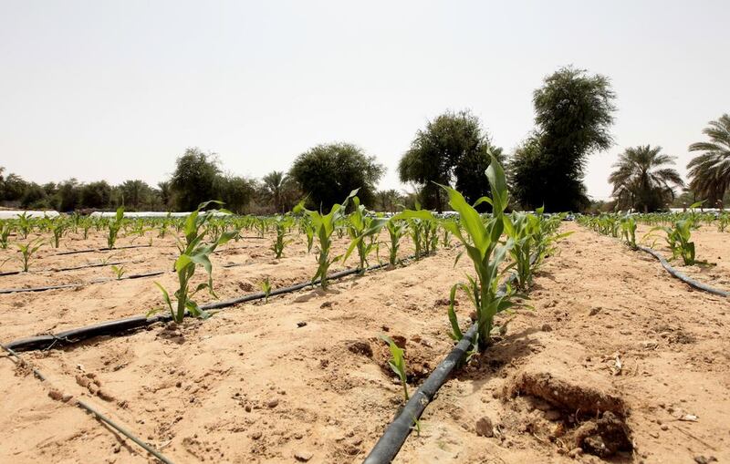 Farms in Abu Dhabi's western region use some of the trillions of litres of desalinated water produced each year. Photo: Jeffrey E Biteng / The National