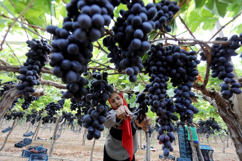 A girl harvests grapes at a farm in El Menoufia province, north of Cairo, Egypt. All photos: Reuters