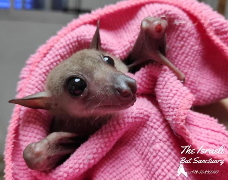 A baby bat rescued by the sanctuary. Photo: The Israeli Bat Sanctuary