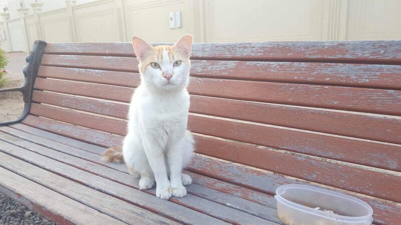 This is Gussy, he was abandoned four months ago and is looking for a home. Courtesy: Jo Cathrine