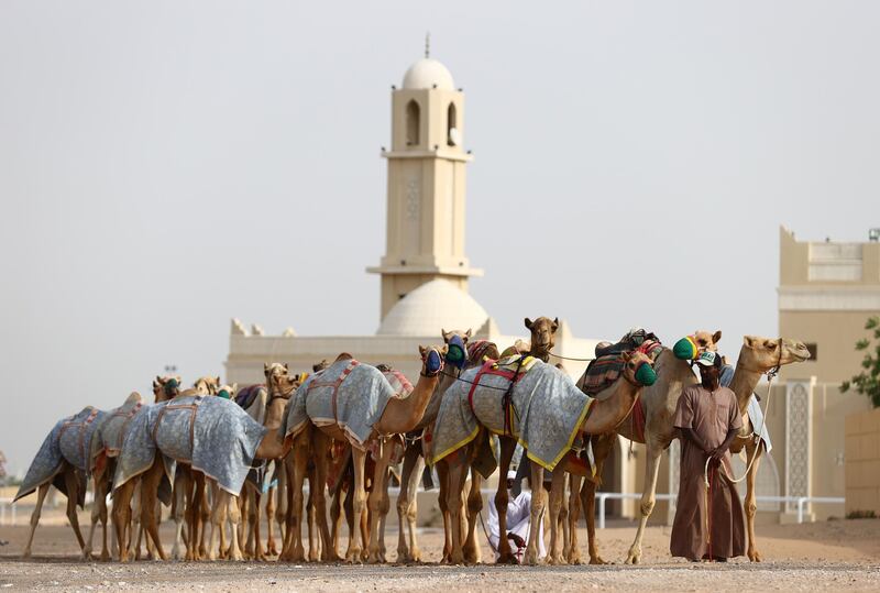 A camel handler in Dubai. There are more than 390,000 camels in the UAE, including wild and domesticated populations. Getty Images