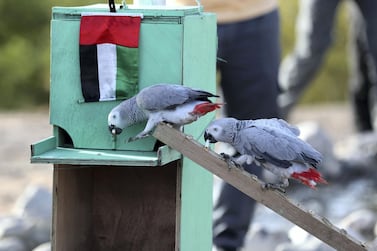 Parrots pick up rubbish from a public park in Abu Dhabi to throw in the bin. Chris Whiteoak / The National