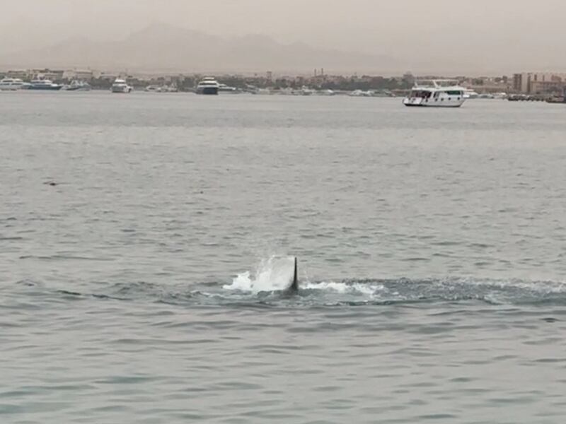 The dorsal fin of the tiger shark during the attack in Hurghada, Egypt, on Thursday. Reuters
