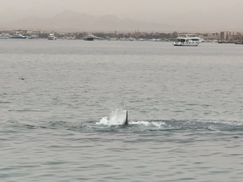 The dorsal fin of the tiger shark during the attack in Hurghada, Egypt, on Thursday. Reuters