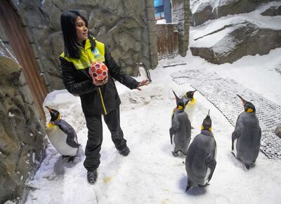 A typical day for Ms Dhunraj includes checking on each penguin and making sure they are all healthy. Leslie Pableo / The National
