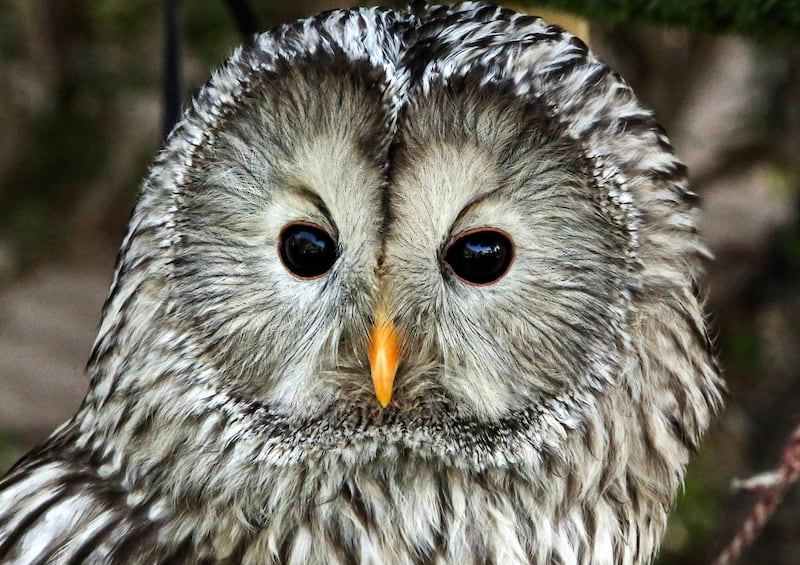 A close up of an Ural owl during a meet-up of the Kuwait Owl Team, a local group dedicated to the protection and proliferation of owls, in Kuwait City, Kuwait. AFP