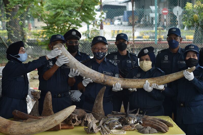 Malaysia’s customs officers display some seized elephant tusks during a press conference in Selangor, west of Kuala Lumpur, following an operation that recovered ivory and other animal body parts from a ship on July 10. AFP