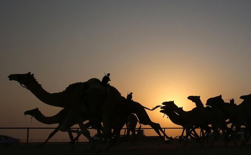 Camels compete in a race,in the Kabad area of Kuwait. AFP