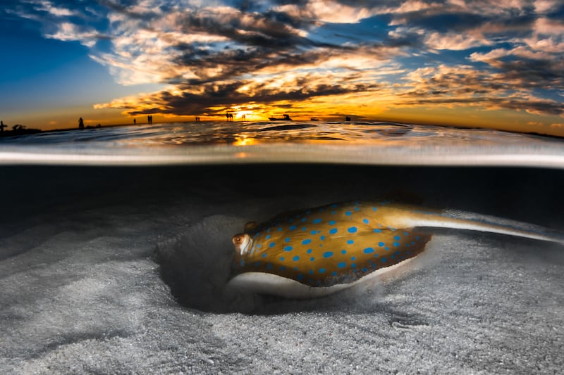 Third place, Portfolio, Jake Wilton. A blue spotted lagoon ray feeds in the shallows of Coral Bay during sunset.