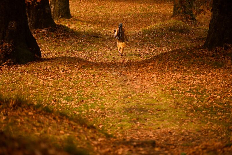 A woman walks between maple trees in Srinagar, India. AFP