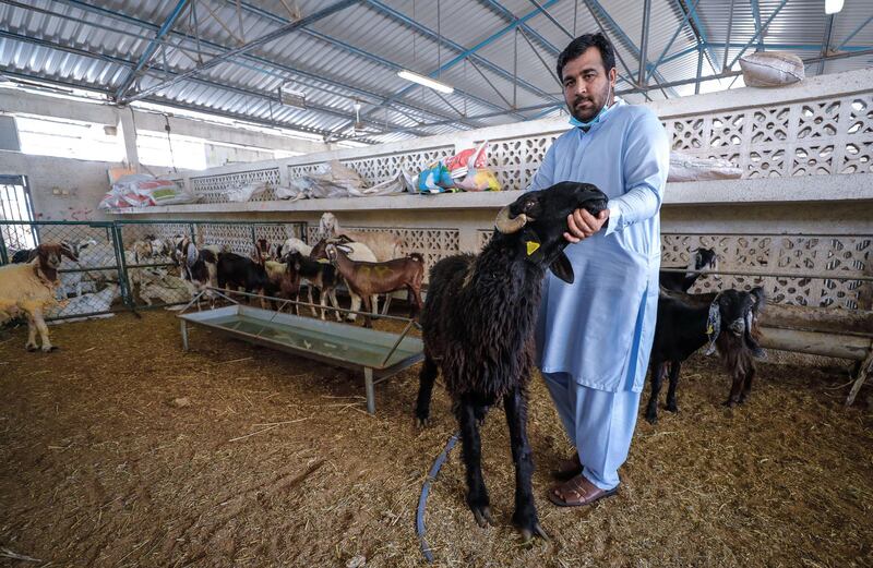 Abu Dhabi, United Arab Emirates, July 29, 2020.   
A goat salesman during Eid preparations at the Abu Dhabi Animal Market beside the Abu Dhabi Public Slaughter House.
Victor Besa  / The National
Section: NA
Reporter:  Haneen Dajani