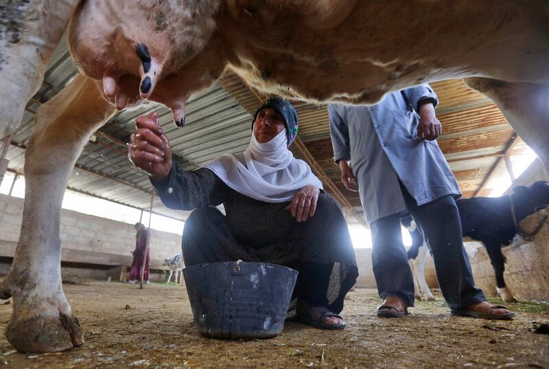 The wife of cattle farmer Abu Ahmed milks a cow at their cowshed in the village of Al Hayjana, in Syria's Badia region. AFP