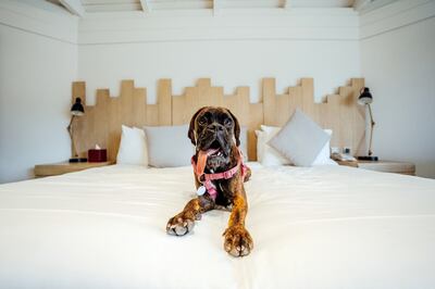 Dogs can enjoy a scenic stay at JA Hatta Fort Hotel Dubai. Photo: JA Resorts &Hotels