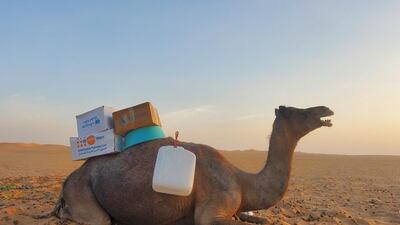 Camels transport aid over long distances in vast deserts to reach displaced people in Yemen’s Al Jawf. Photo: Yard