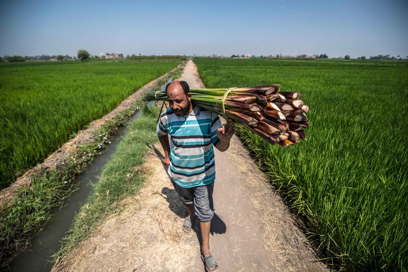Mr Moussalam carries papyrus reeds collected on his land.