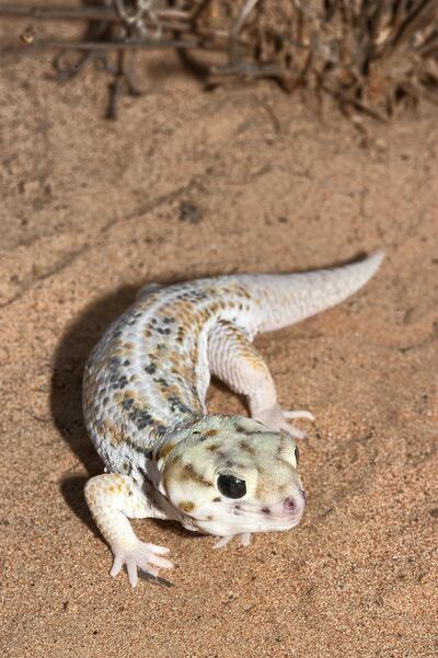 Teratoscincus keyserlingii (CR) is an emblematic gecko found in sandy deserts from Ras Al Khaimah to Abu Dhabi, and threats include habitat loss and severe fragmentation due to roads, development and urbanisation. Photo by Johannes Els / Breeding Centre for Endangered Arabian Wildlife, Sharjah