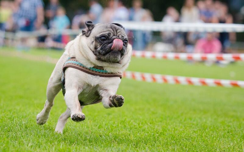 A pug competes during the fifth southern Germany pug and bulldog race in Wernau, southern Germany. AFP