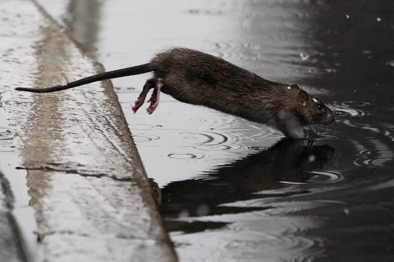A rat jumps into a puddle in the snow in the Manhattan borough of New York City. Reuters