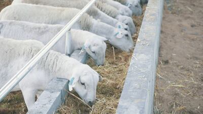 Since 2020, the Verticroft flock of fast-growing Australian White sheep has swelled in numbers from 200 to more than 1,500.