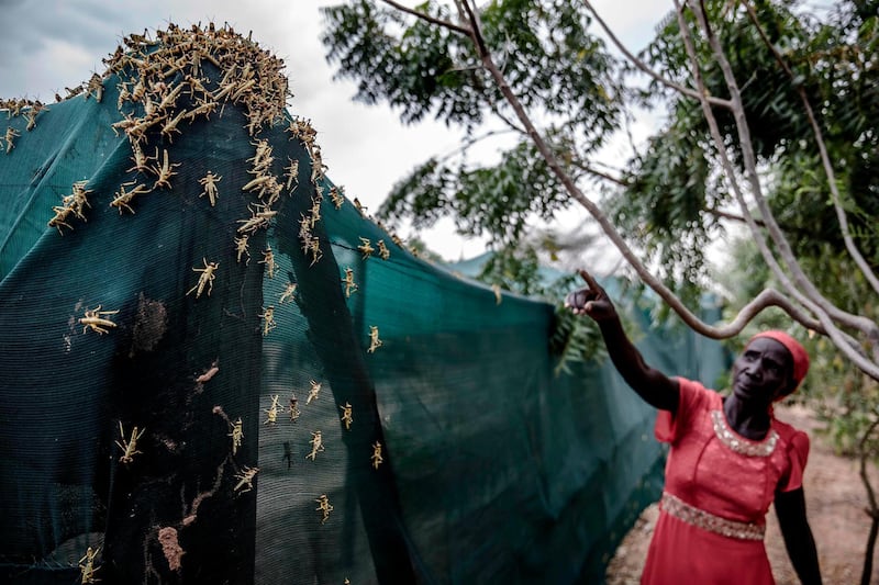 A farmer points at a cluster of locusts.