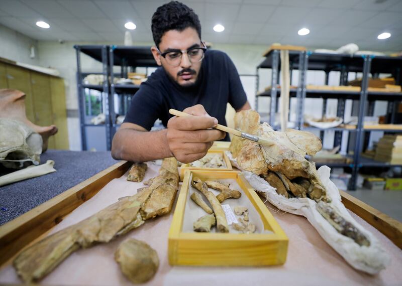 Abdullah Gohar, a researcher at Mansoura University, Egypt, works on the 43 million-year-old fossil of a previously unknown four-legged amphibious whale. Reuters