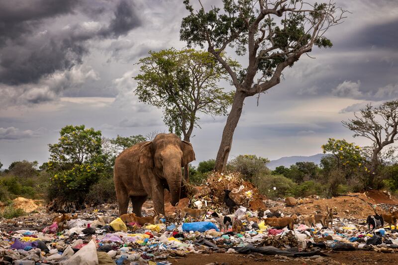 A bull elephant kicks rubbish as it scavenges at a dump in Tissamaharama, Sri Lanka, in Bull In A Garbage Dump by Brent Stirton