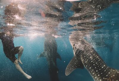 Swimming with whale sharks in Oslob. Photo: Cameron Armstrong / Unsplash 