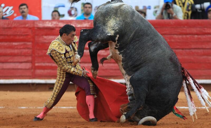Mexican bullfighter Eulalio Lopez and the bull Compliment, weighing some 520 kilograms, tangle at the Big Season in the bullring of Mexico City on February 9, 2014. Mario Guzman / EPA