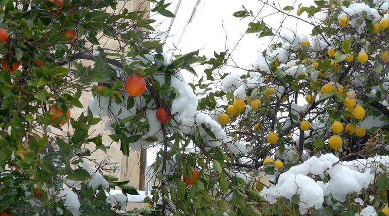 Fruit-laden trees are weighed down with snow in Amman, Jordan. All pictures: Amy McConaghy / The National