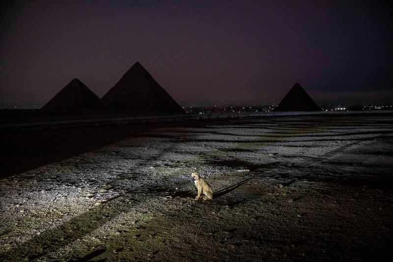 A puppy sits near the pyramids before the Ministry of Antiquities lights up the Giza Pyramids in an expression of support for health workers battling the coronavirus, in Giza, Egypt. AP Photo