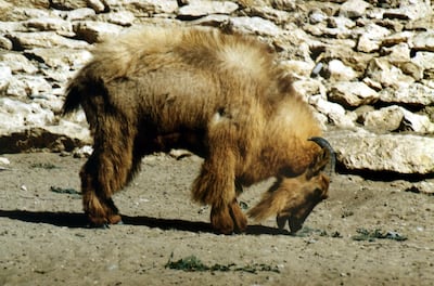 A tahr pictured at Oman's protected Al Kamil Wal Wafi park. Saleh Al Shaibany for The National