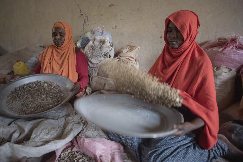 Women sort raw frankincense gum in Burao, Somaliland. Once the resin is collected, women sort the chunks by colour and size.