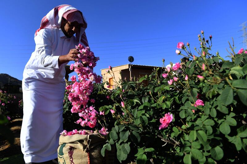 The family farm is open to visitors and offers a complete rural experience including the viewing of the time-honoured tradition of extracting rose water and oil from the Taif rose. AFP