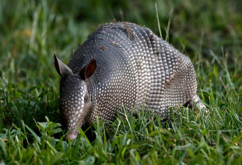 An armadillo digs in the back garden of a country property near Cumby, Texas, USA.  EPA