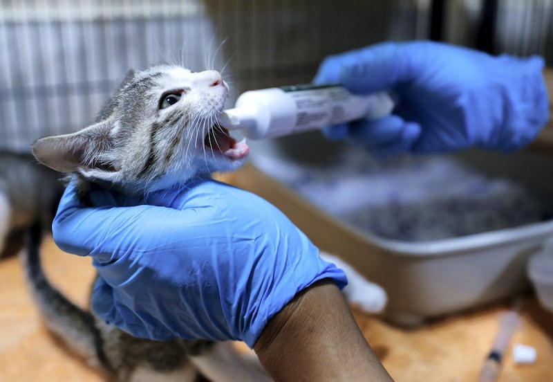 Abu Dhabi, United Arab Emirates, June 22, 2020.   
 Head Veterinarian and Supervisor of the Pet Care Center, Gelah Magtuba gently orally injects deworming solution to kittens at the Abu Dhabi Falcon Hospital.
Victor Besa  / The National
Section:  NA
Reporter:  Haneen Dajani