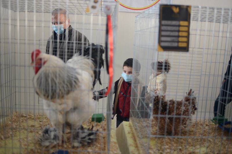 A visitor and his son look at chickens at the beauty pageant exhibition.