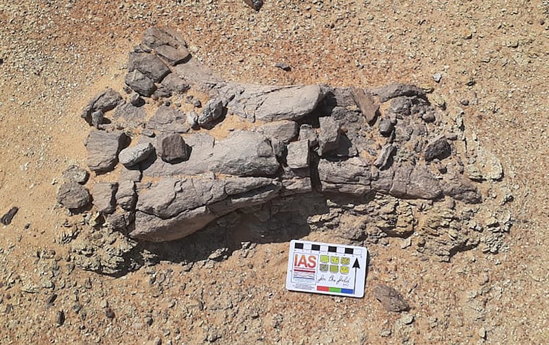 The unearthed turtle fossil 