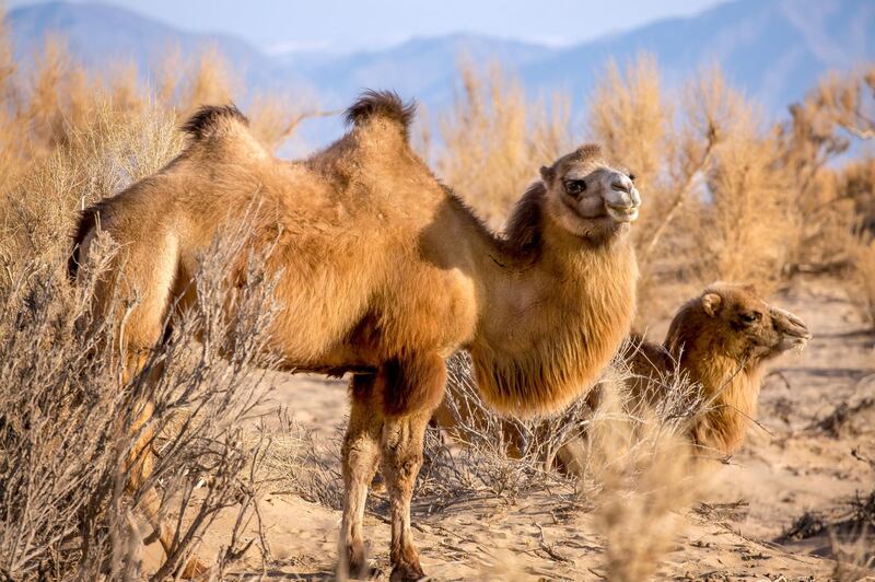 A mother wild Bactrian camel with her young in the Gobi Desert, Mongolia