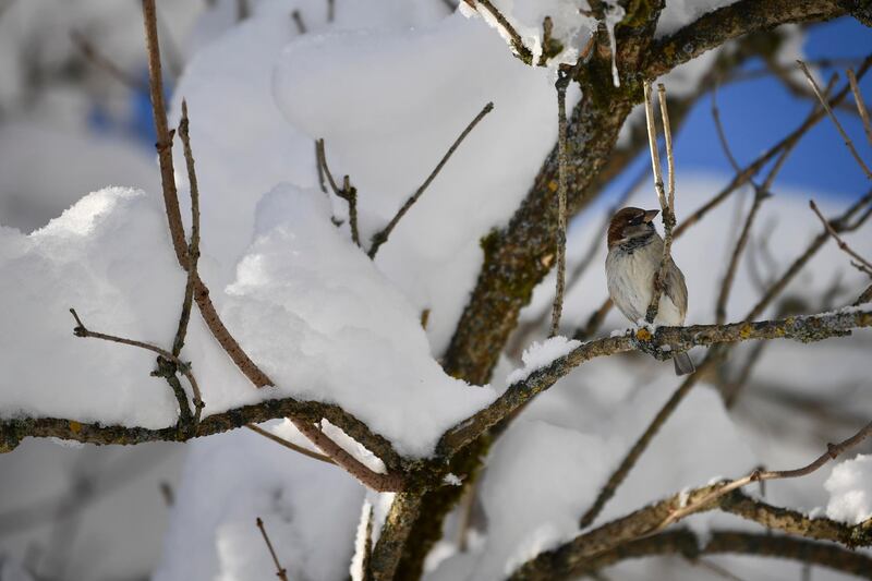 A bird sits in a snow-clad tree in Gerold. EPA