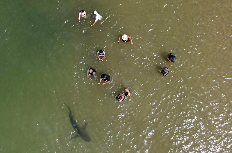 People use their phones and cameras to film a shark swimming past in the shallow Mediterranean Sea water, off the Israeli coastal town of Hadera, north of Tel Aviv. AFP