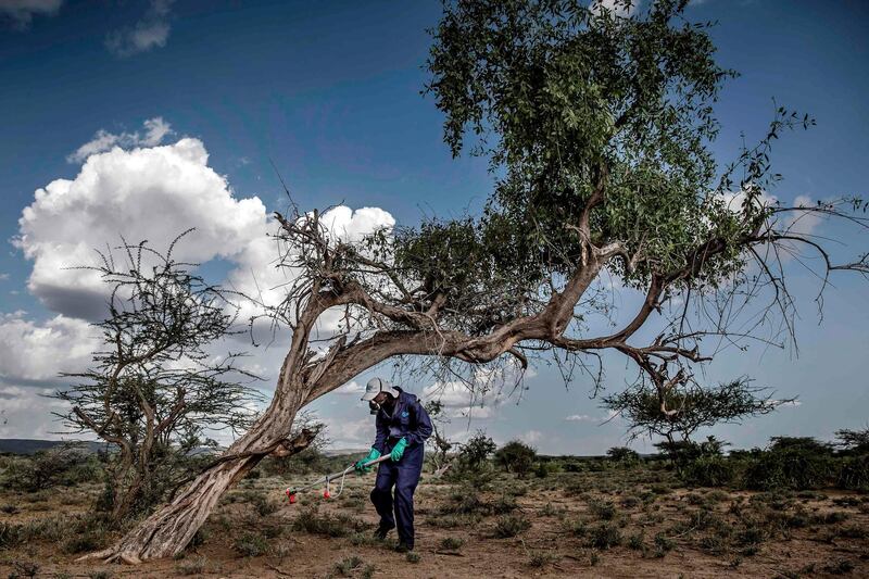 Spurred by favourable weather conditions, the migratory pests have descended on East Africa in record numbers since late 2019.