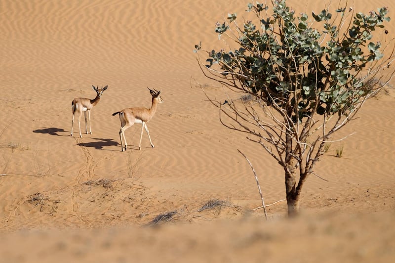 Dubai, Jan 18th, 2012 -- Mountain gazelles wander the desert dunes. Biosphere Expeditions offers an environmental volunteer project  at the Dubai Desert Conservation Reserve where anyone can have a chance to work on conservation and research projects. Photo by: Sarah Dea/ The National