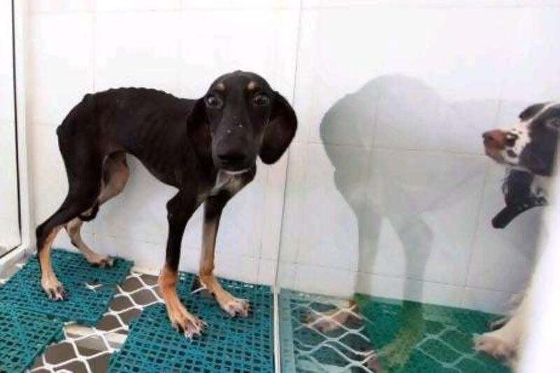 A Mudhol hound caged at a shop behind Bawadi mall in Al Ain looks unhealthy and uneasy.