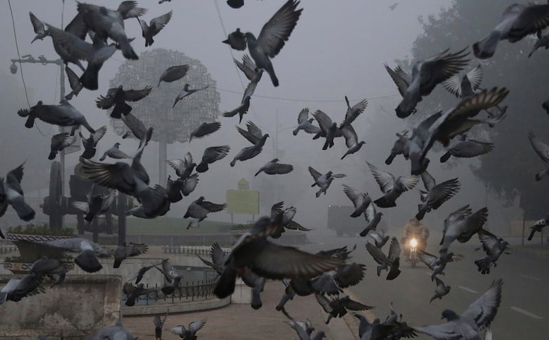 Pigeons fly close to a motorcyclist driving with the help of his headlight through smog in Lahore, Pakistan. K.M. Chaudary / AP Photo