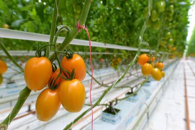 Tomatoes are on the dirty dozen list of fruit and vegetables most likely to have traces of pesticide. AFP