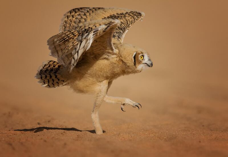 How can I fly. Nader Al-Shammari / Comedy Wildlife Photo Awards 2020